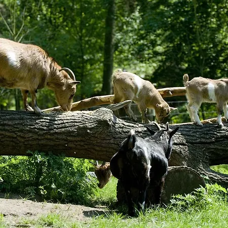 Burghotel 4* Dinklage